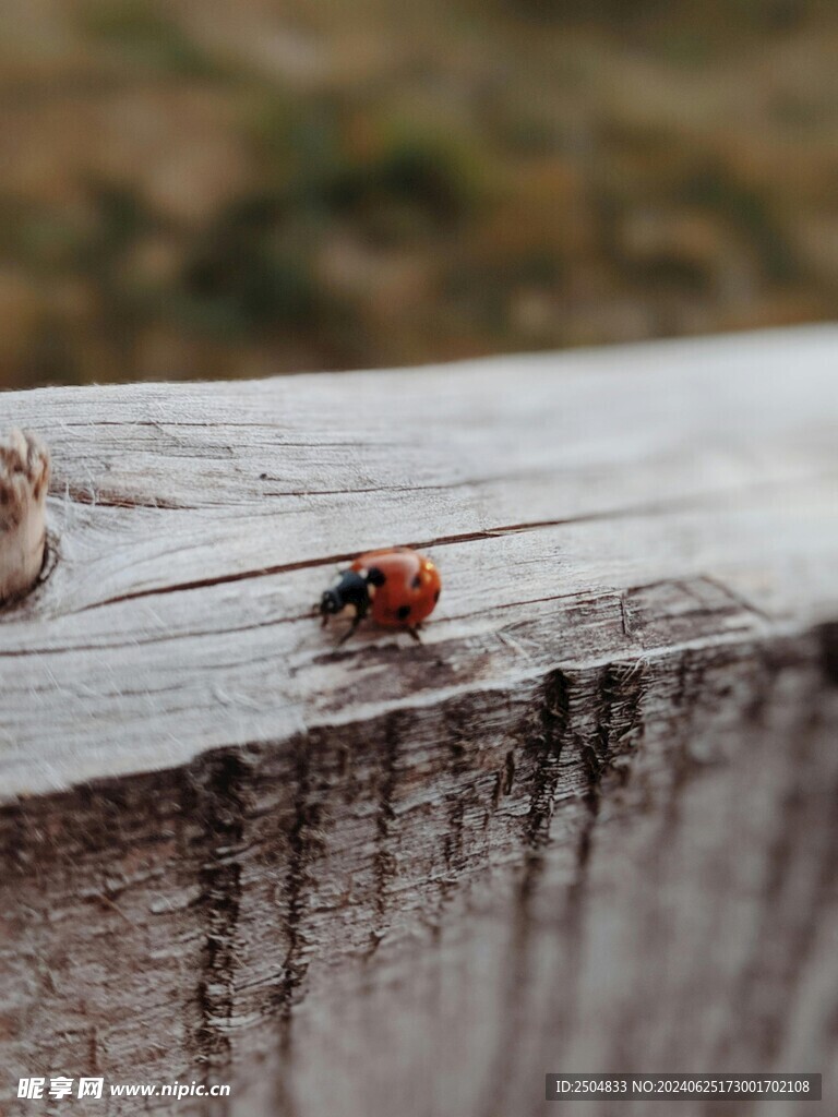 瓢蟲