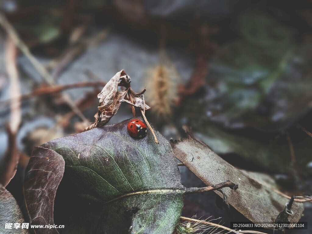 瓢蟲
