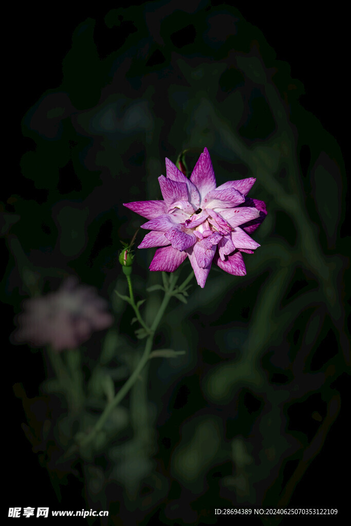 月季花