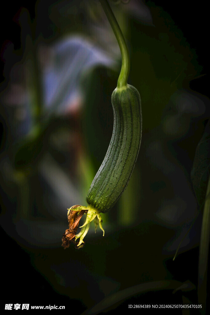 絲瓜