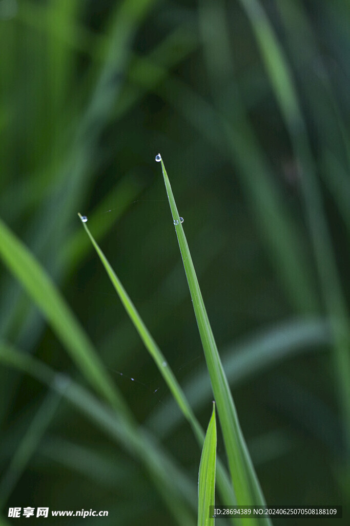 秧苗