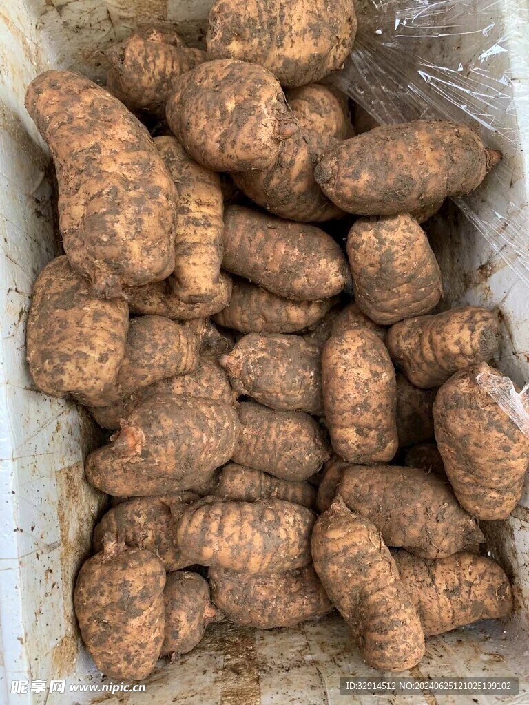 云南天麻