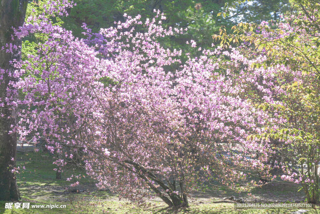 粉色桃花