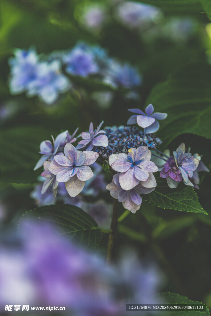 藍(lán)色繡球花