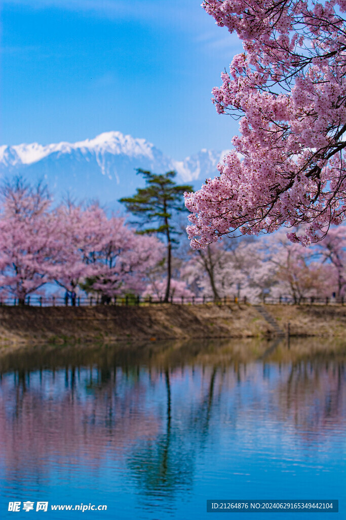 粉色桃花