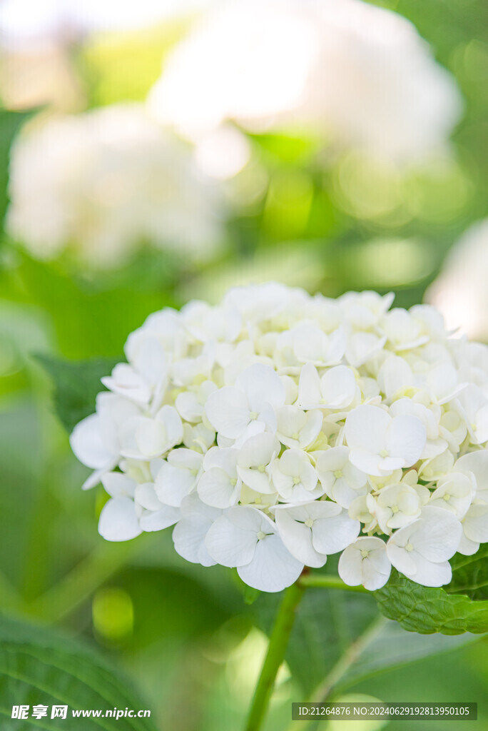 白色繡球花