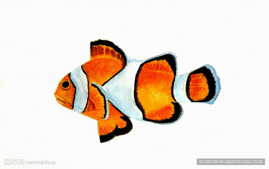 小丑魚