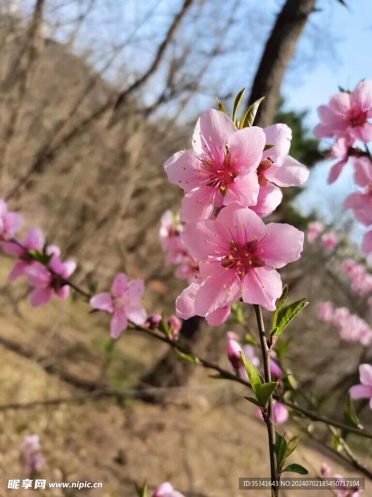 桃花