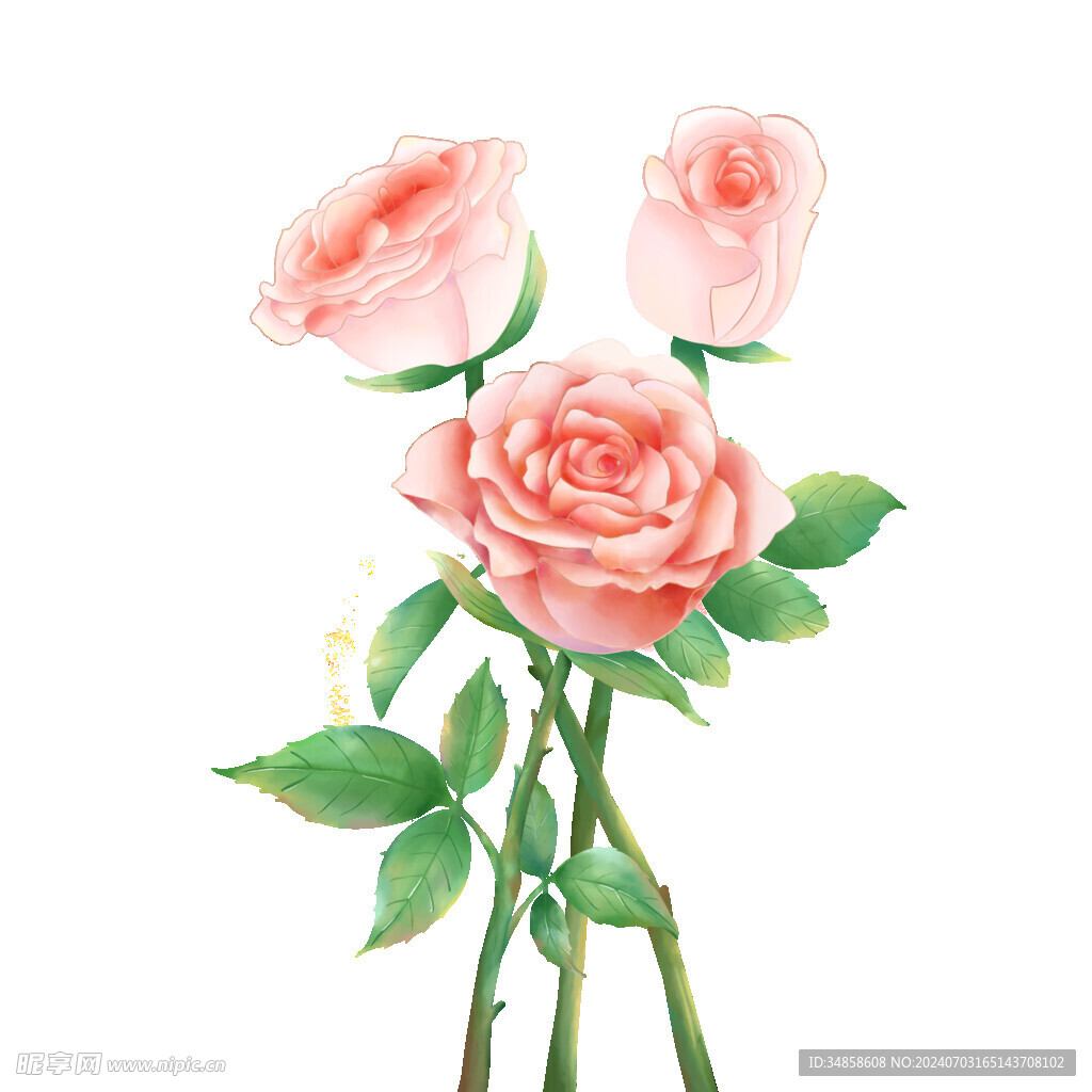 玫瑰花圖片