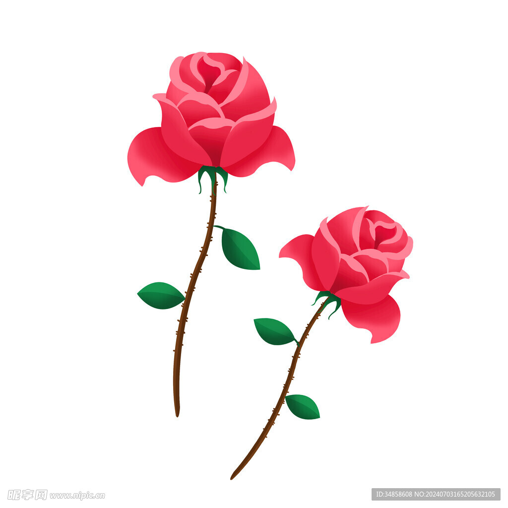 玫瑰花圖片