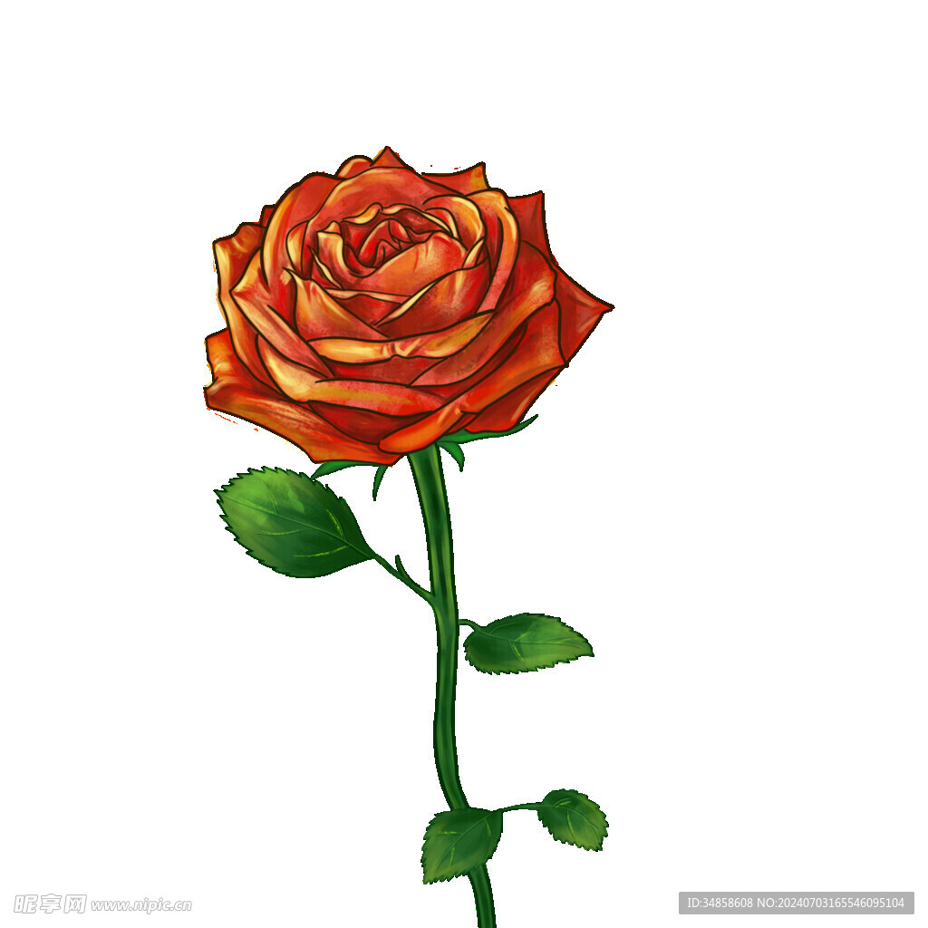 玫瑰花圖片