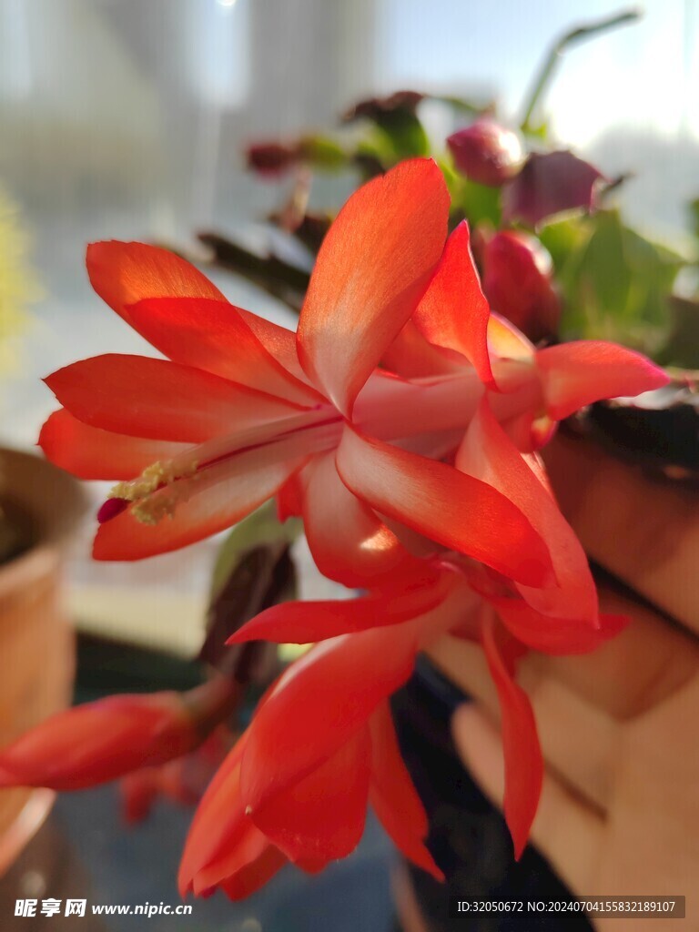 蟹爪蘭