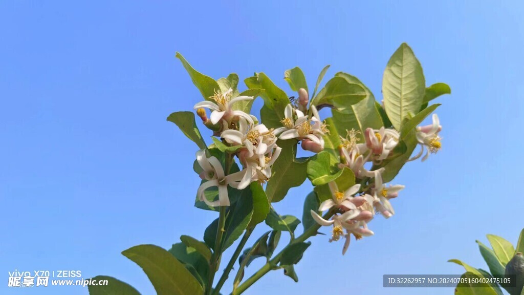 柚子花