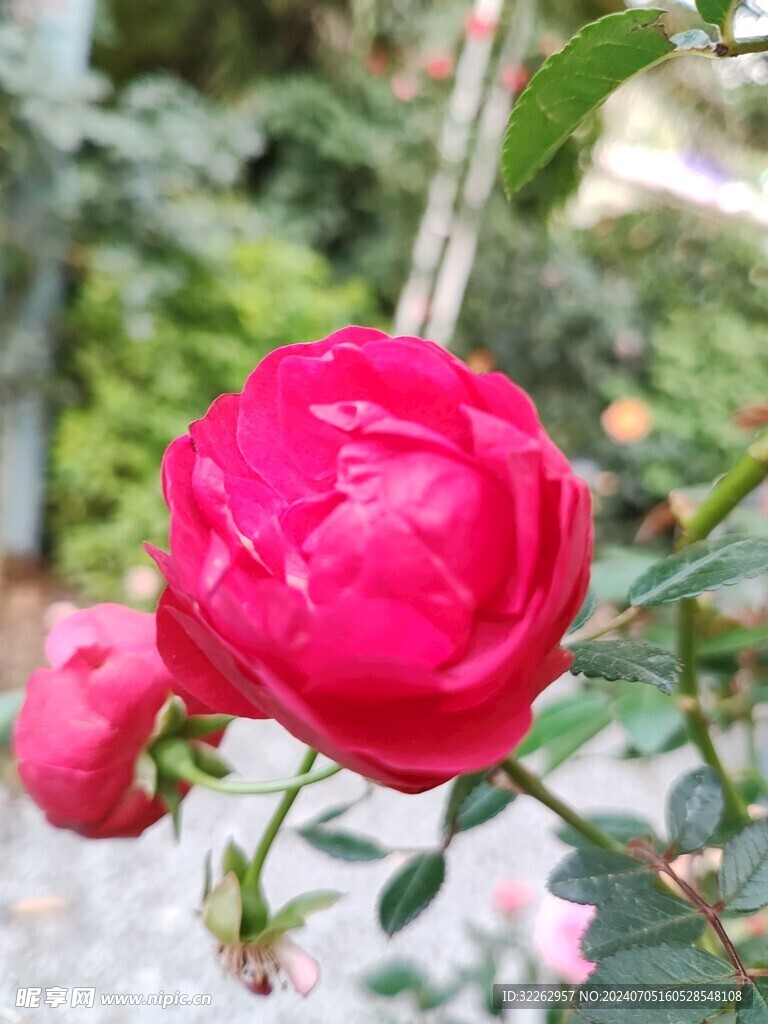 紅色月季花