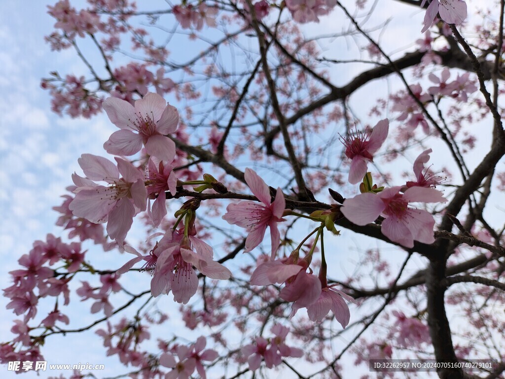 花圖片