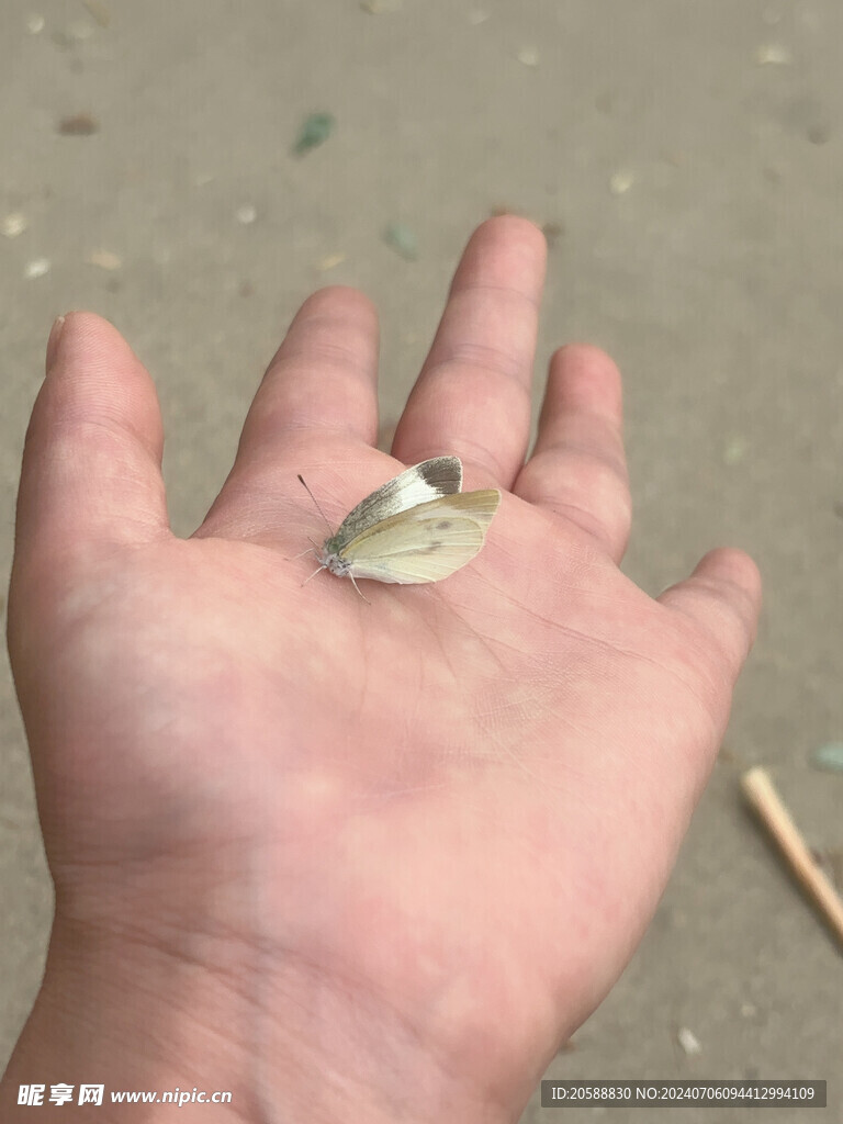 蝴蝶