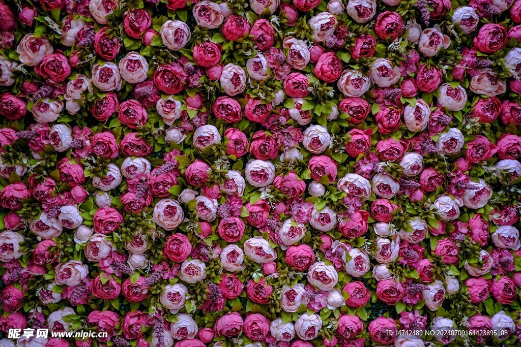 牡丹花背景