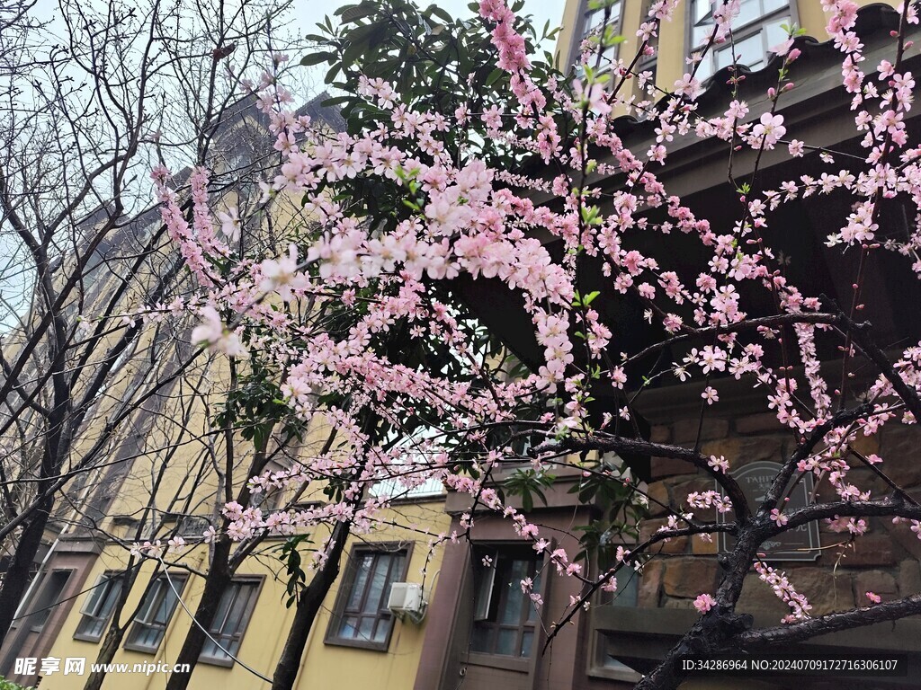 桃花灼灼