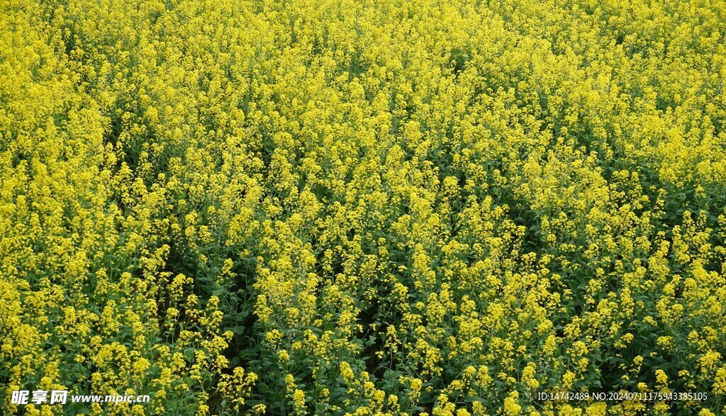 油菜花花海 