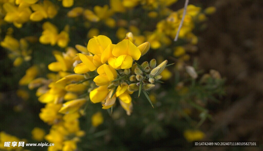 油菜花特寫(xiě) 