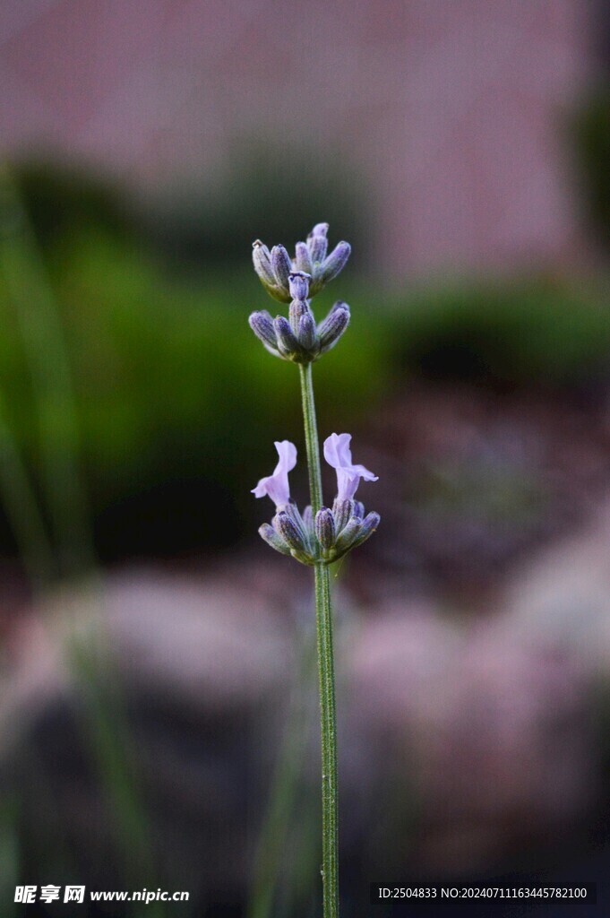 薰衣草