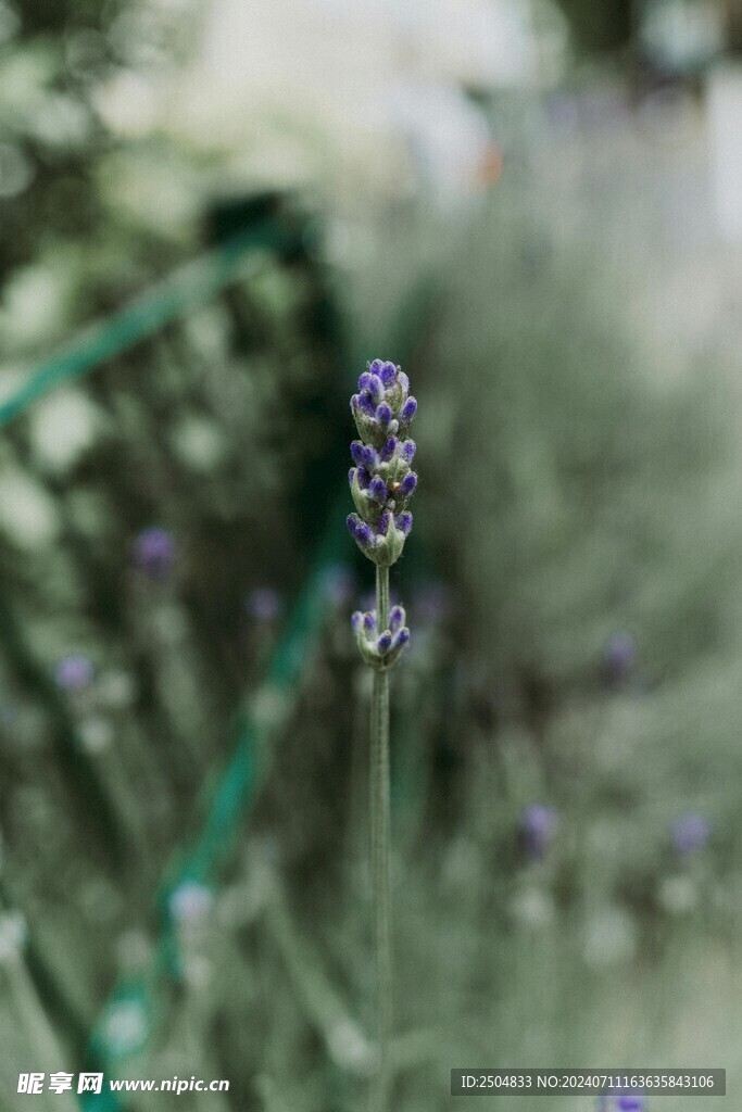 薰衣草