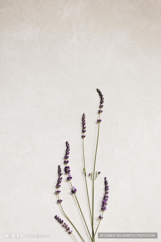 薰衣草