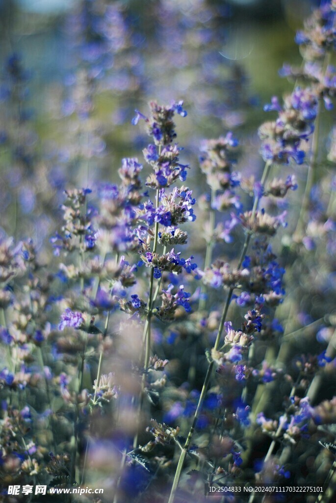 薰衣草