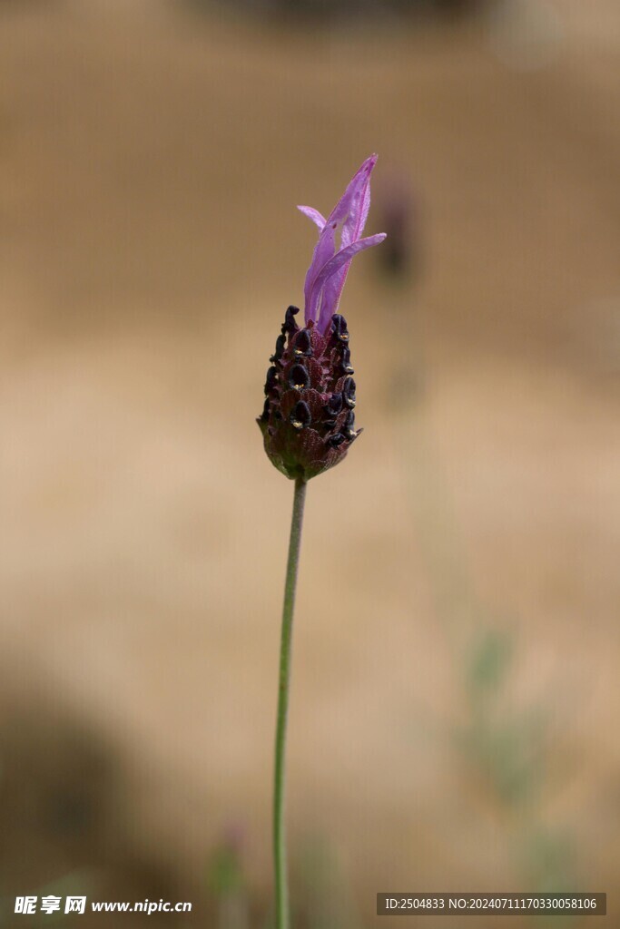 薰衣草