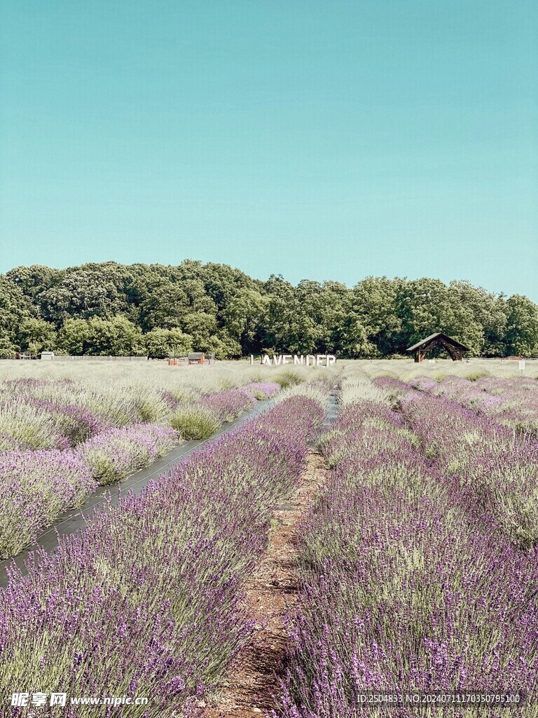 薰衣草