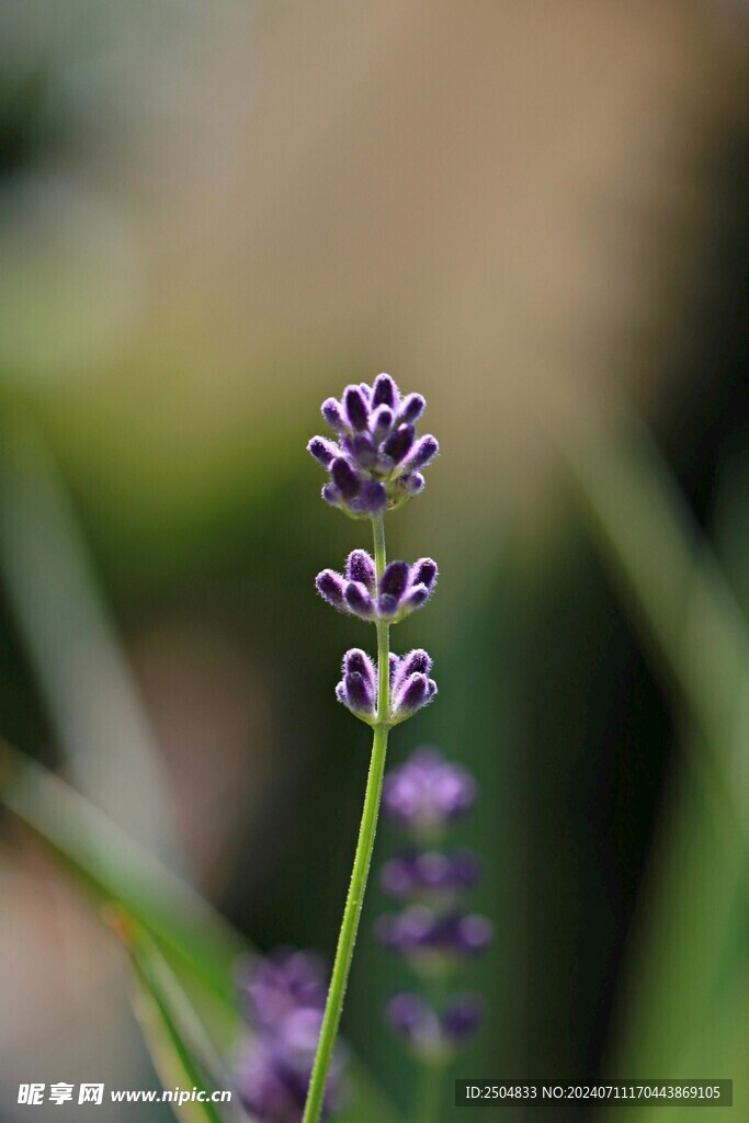 薰衣草