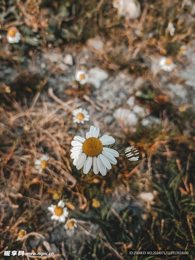 黃春菊