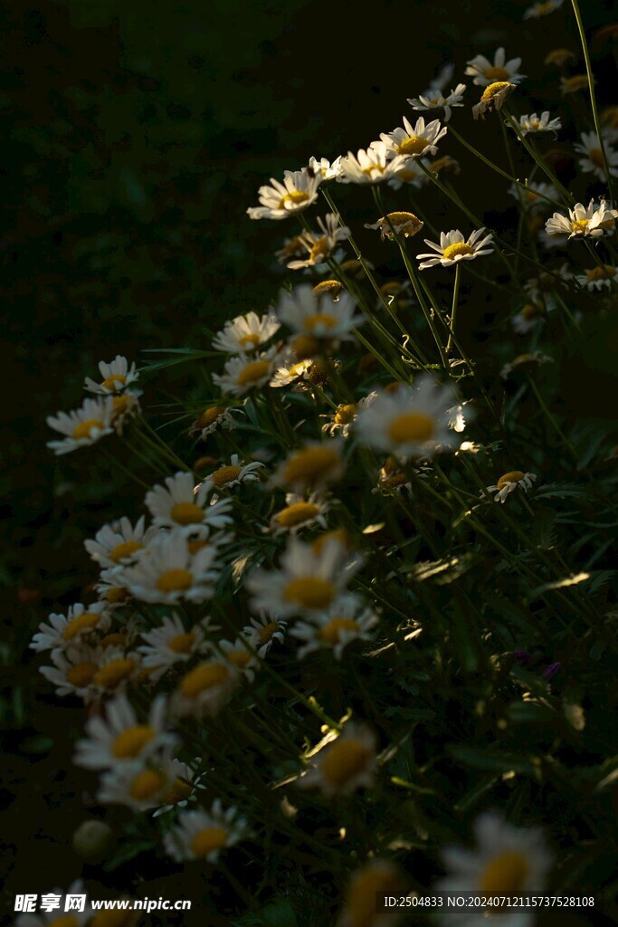 黃春菊