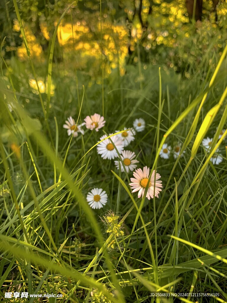 黃春菊