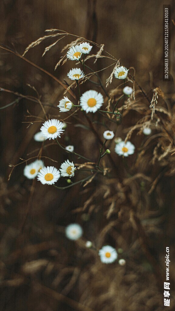黃春菊