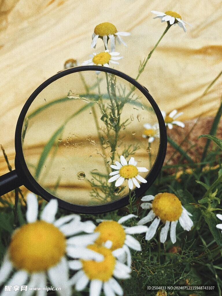 黃春菊