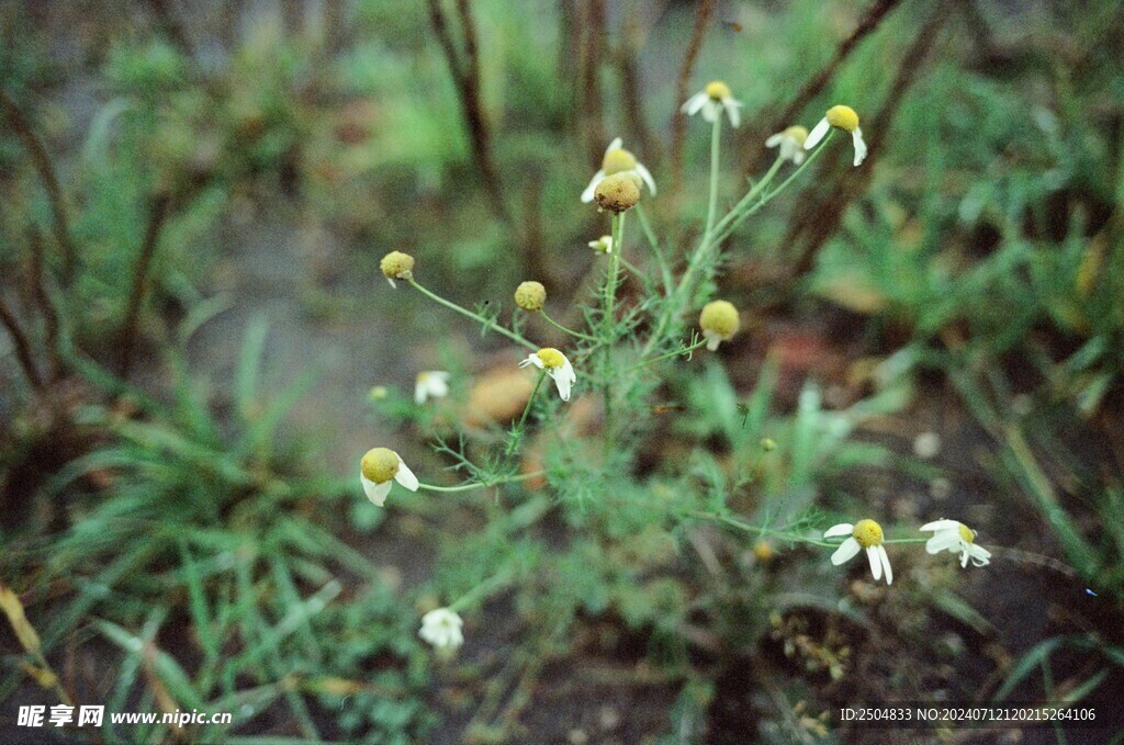 黃春菊