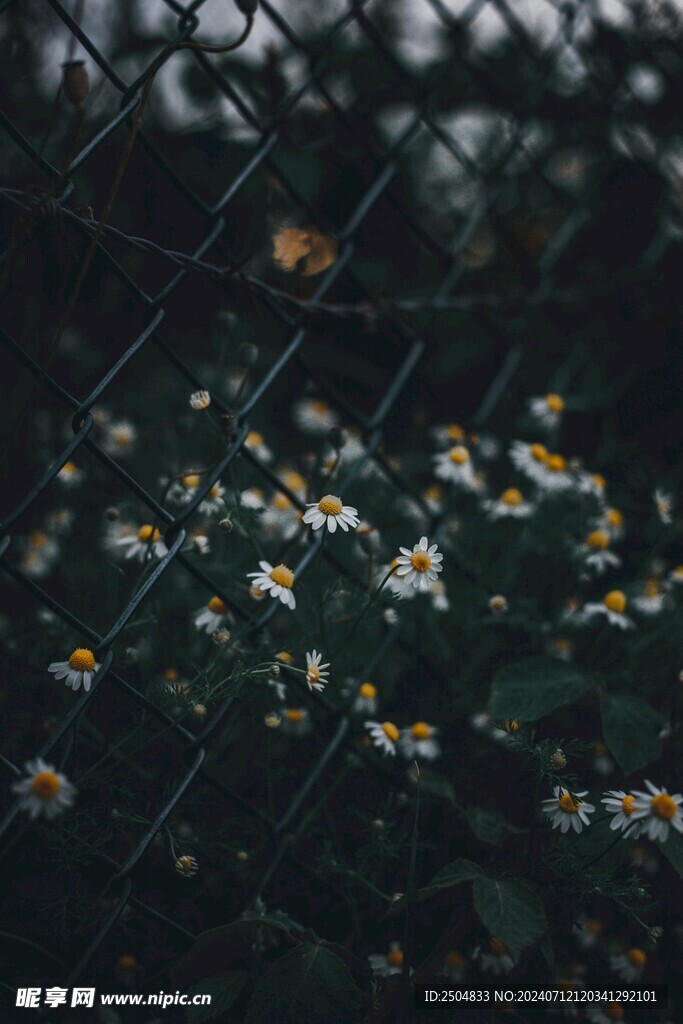 黃春菊