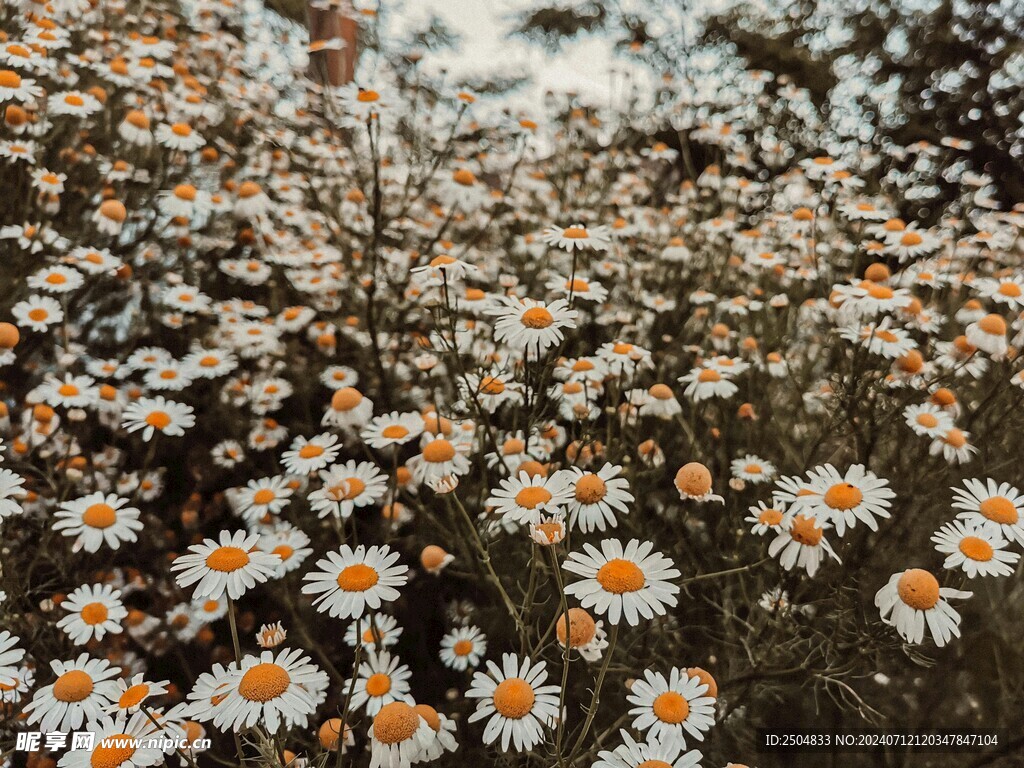 黃春菊