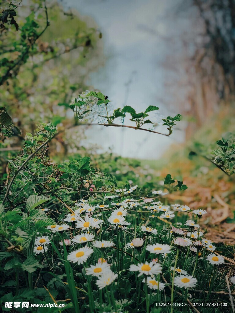 黃春菊