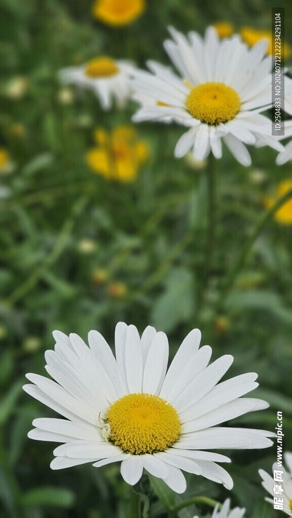 黃春菊
