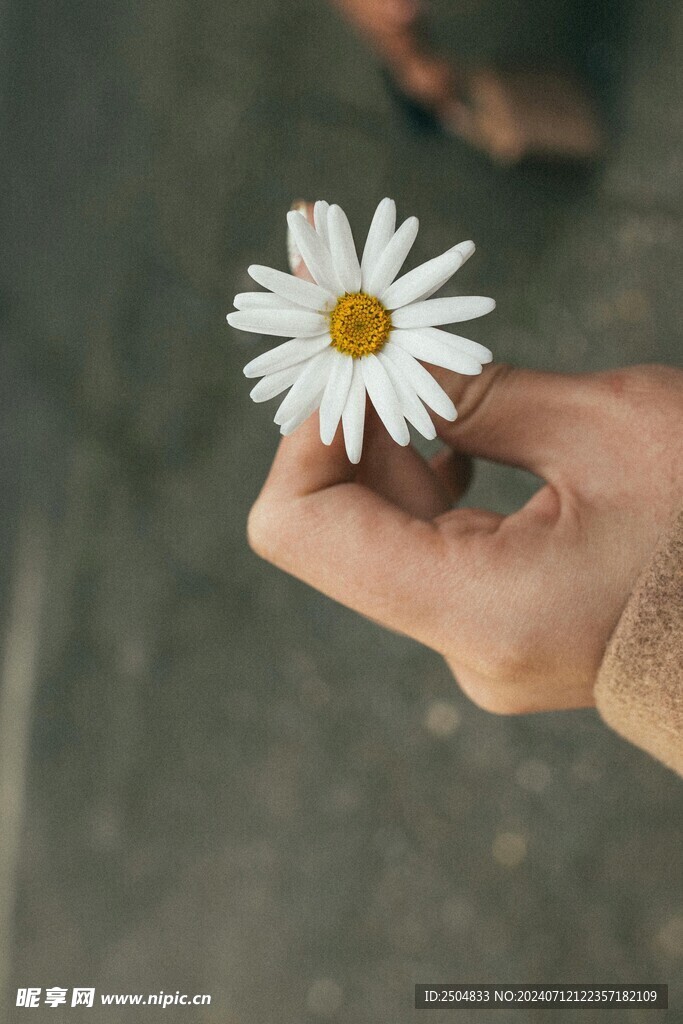 黃春菊