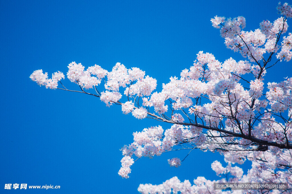 白色梅花樹(shù) 