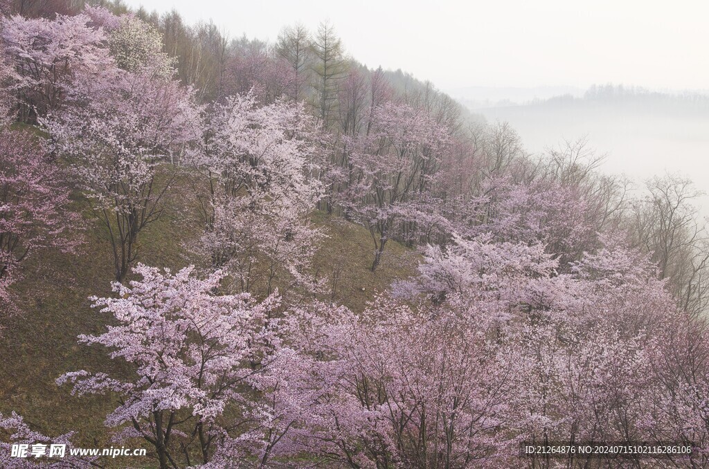 粉色桃花