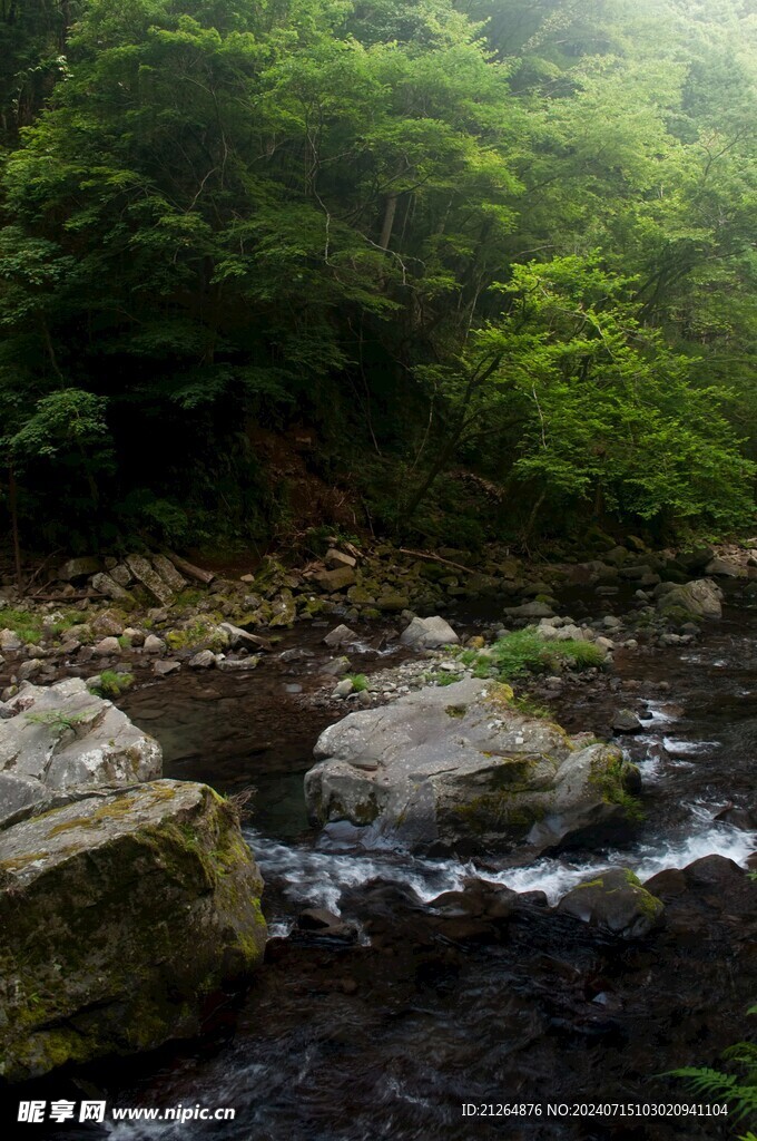 森林美景