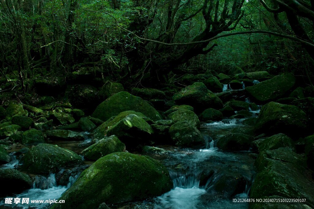 森林美景