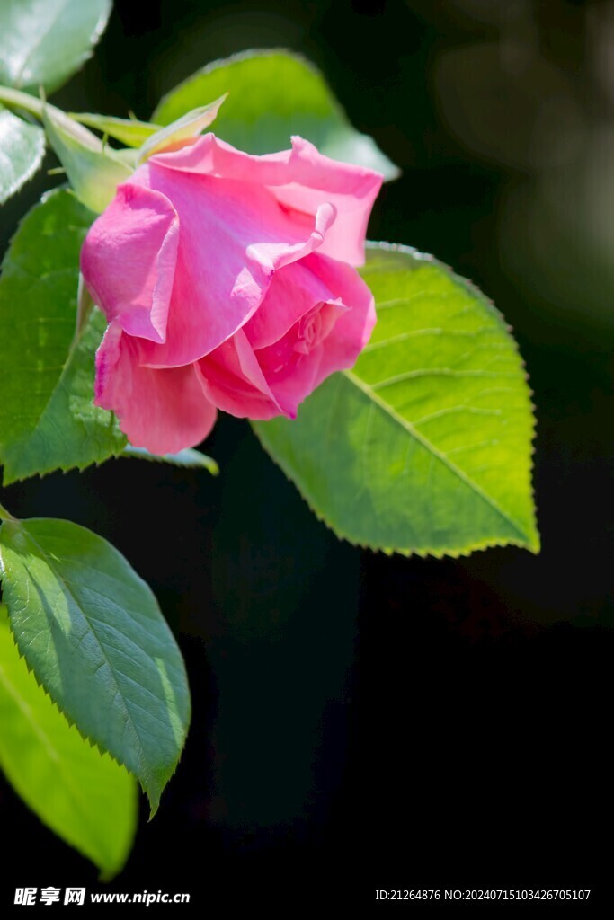 粉色月季花