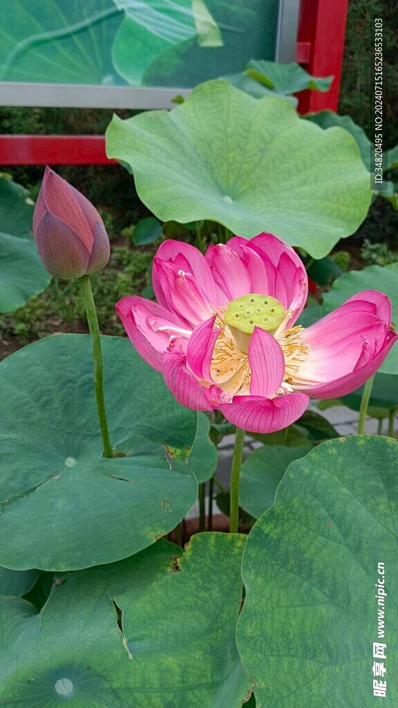 荷花