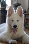 瑞士牧羊犬