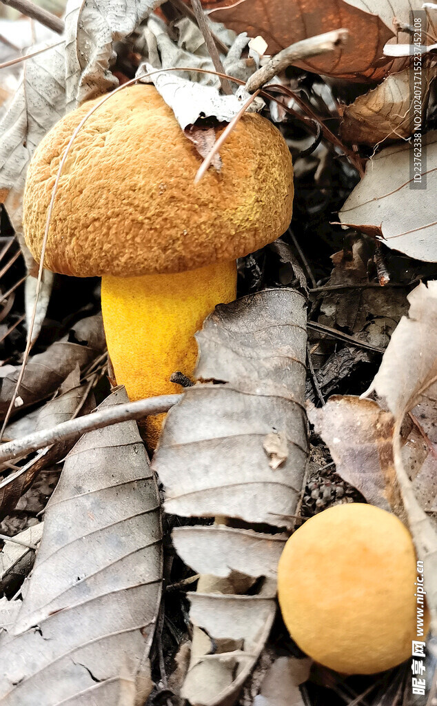 野生菌